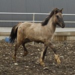 hrymur sida